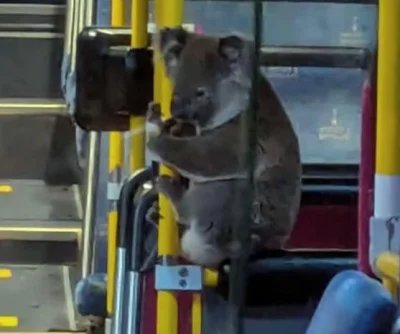 Watch: Wild koala rides the city bus in Brisbane, Australia